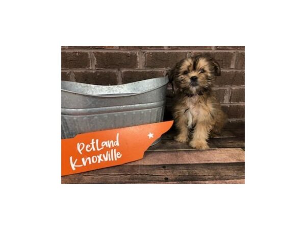 Shorkie-DOG-Male-Brindle-2569-Petland Knoxville, Tennessee