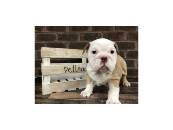 English Bulldog-DOG-Female-Choc/Fawn-2572-Petland Knoxville, Tennessee