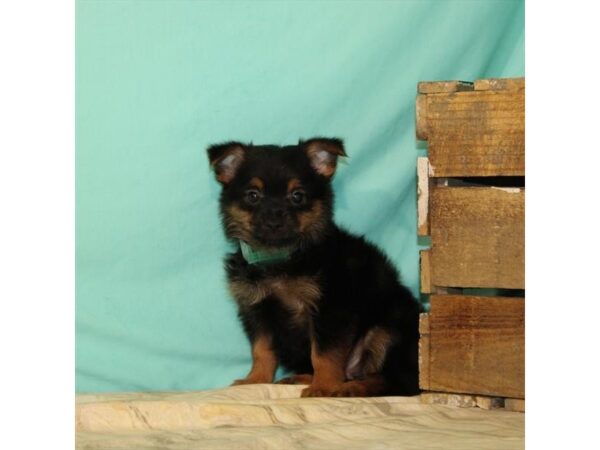 Pomeranian/Yorkshire Terrier DOG Female Black / Tan 2575 Petland Knoxville, Tennessee