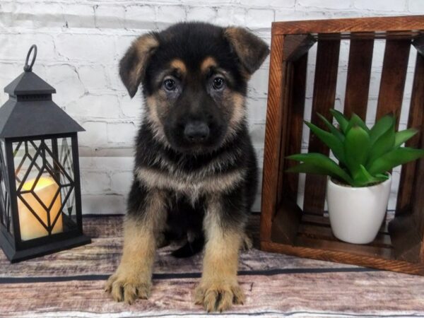 German Shepherd Dog-DOG-Male-Black / Tan-2587-Petland Knoxville, Tennessee