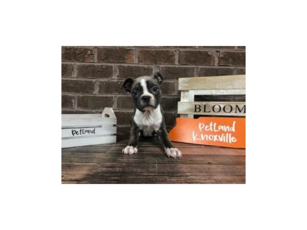 Boston Terrier-DOG-Female-BLUE WHT-2583-Petland Knoxville, Tennessee