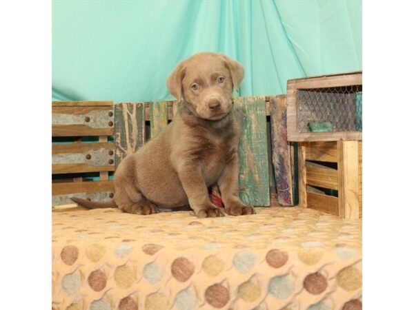 Labrador Retriever-DOG-Male-Silver-2590-Petland Knoxville, Tennessee