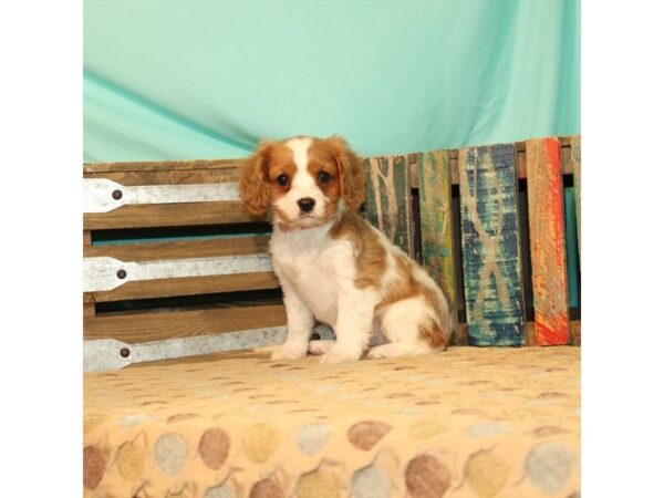 Cavalier King Charles Spaniel-DOG-Female-Blenheim / White-2591-Petland Knoxville, Tennessee