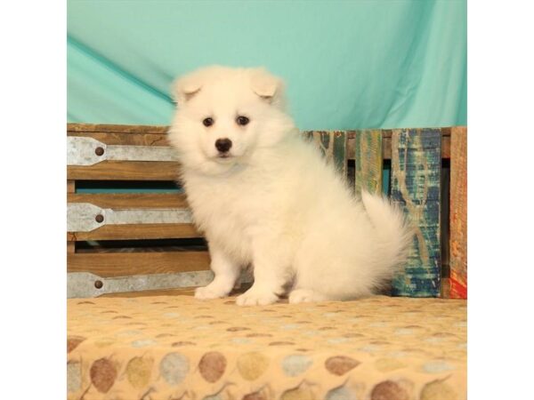 American Eskimo Dog-DOG-Male-White-2592-Petland Knoxville, Tennessee