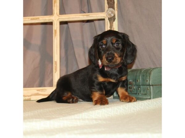 Dachshund-DOG-Male-Black / Tan-2594-Petland Knoxville, Tennessee