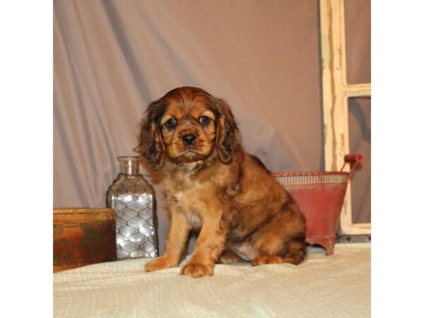 Cavalier King Charles Spaniel/Cocker Spaniel-DOG-Female-Red Roan-2596-Petland Knoxville, Tennessee