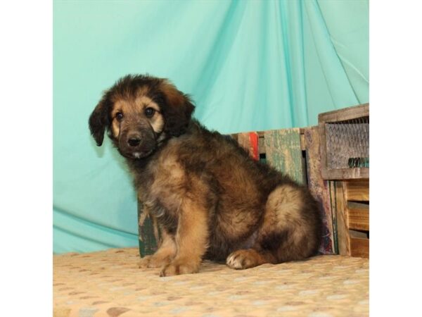 Poodle/Australian Shepherd DOG Male Red Sable 2597 Petland Knoxville, Tennessee