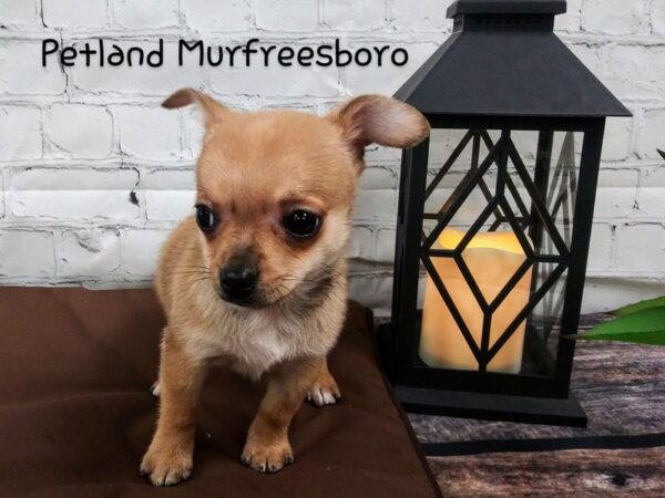 Chihuahua-DOG-Male-brown-2615-Petland Knoxville, Tennessee