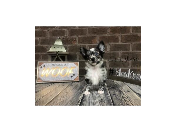 Chihuahua-DOG-Male-Blue Merle-2608-Petland Knoxville, Tennessee