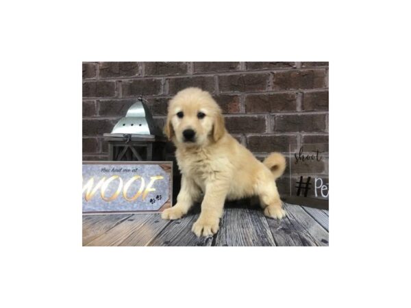 Golden Retriever-DOG-Female-Golden-2598-Petland Knoxville, Tennessee