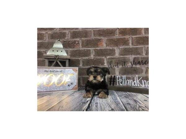 Morkie-DOG-Female-BLK TAN-2603-Petland Knoxville, Tennessee