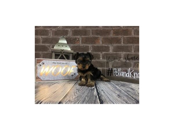 Yorkshire Terrier-DOG-Female-Black Tan-2604-Petland Knoxville, Tennessee