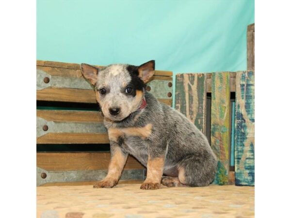 Heeler-DOG-Female-Blue-2625-Petland Knoxville, Tennessee