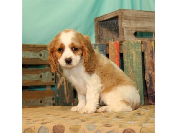 Cavalier King Charles Spaniel/Cocker Spaniel-DOG-Female-Buff / White-2627-Petland Knoxville, Tennessee