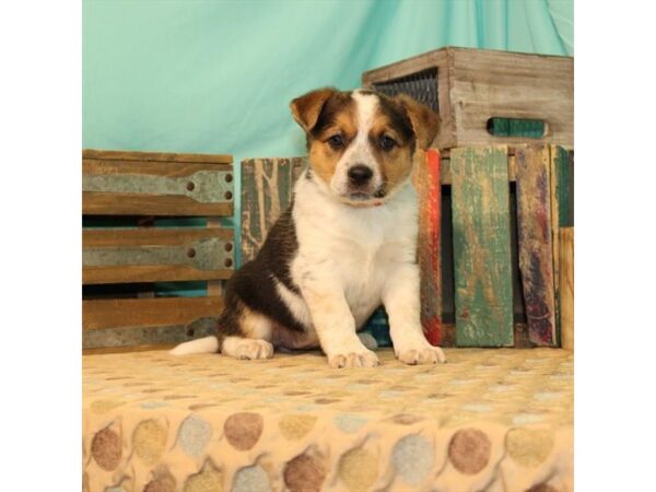 Blue Heeler/English Shepherd-DOG-Female-Black White / Tan-2628-Petland Knoxville, Tennessee