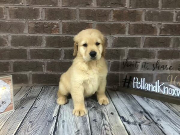 Golden Retriever-DOG-Male-Golden-2616-Petland Knoxville, Tennessee