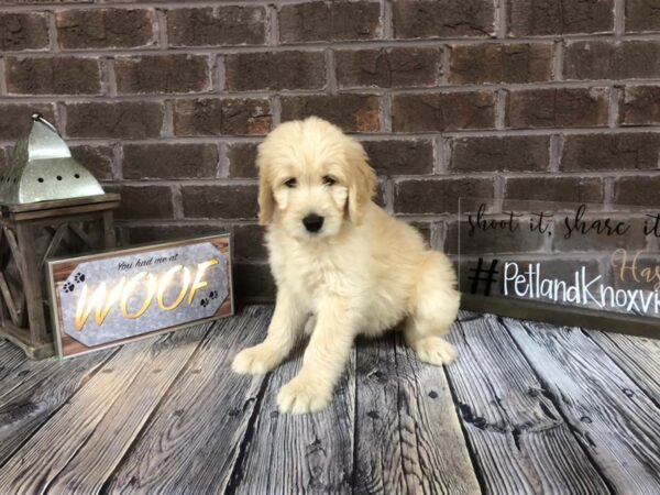 Goldendoodle-DOG-Female-Golden-2618-Petland Knoxville, Tennessee