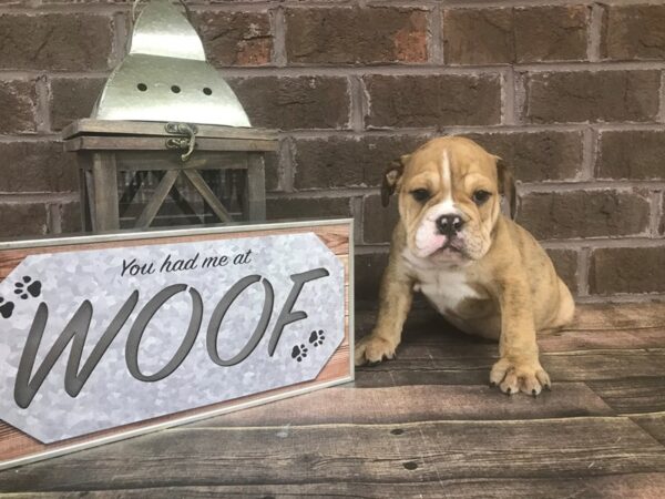 Bulldog-DOG-Male-Red Brindle-2634-Petland Knoxville, Tennessee