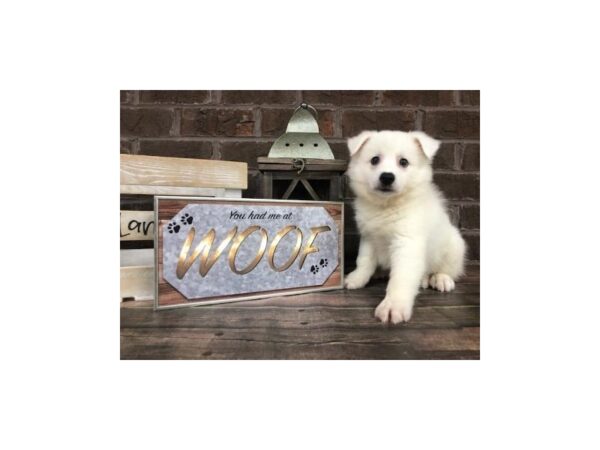 HuskieMoe-DOG-Male-White-2657-Petland Knoxville, Tennessee
