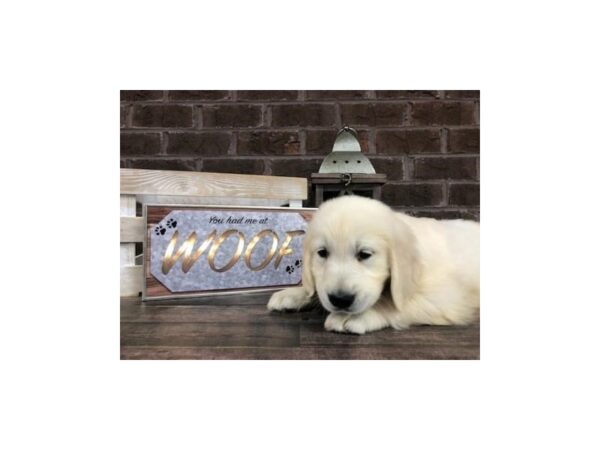 Golden Retriever-DOG-Male-Light Golden-2649-Petland Knoxville, Tennessee