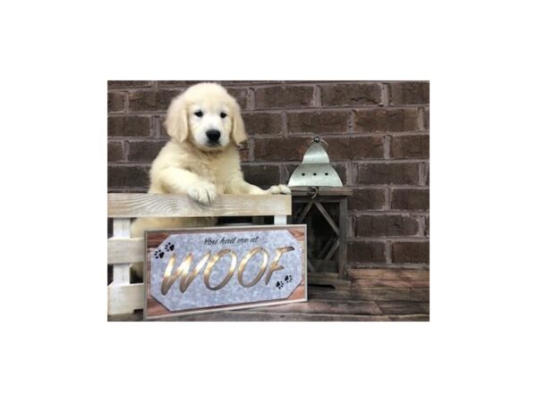 Golden Retriever-DOG-Male-Light Golden-2648-Petland Knoxville, Tennessee