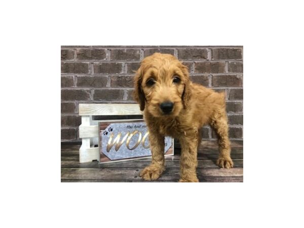 Golden Doodle DOG Male Red 2652 Petland Knoxville, Tennessee