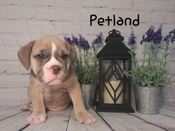 Old English Bulldog DOG Male Blue Fawn 2672 Petland Knoxville, Tennessee