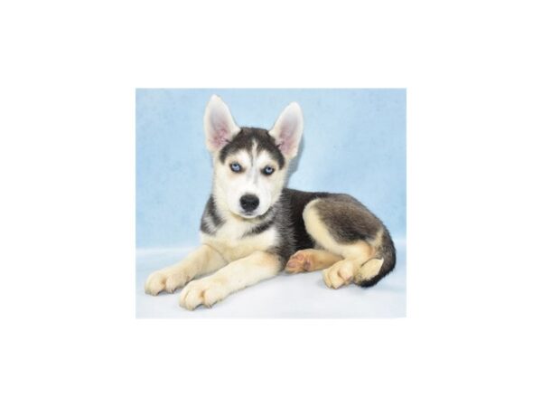 Siberian Husky-DOG-Female-Black Tan and White-2674-Petland Knoxville, Tennessee