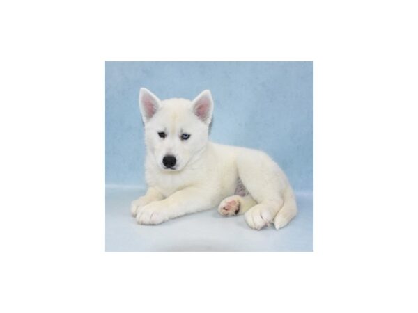 Siberian Husky-DOG-Male-White-2675-Petland Knoxville, Tennessee