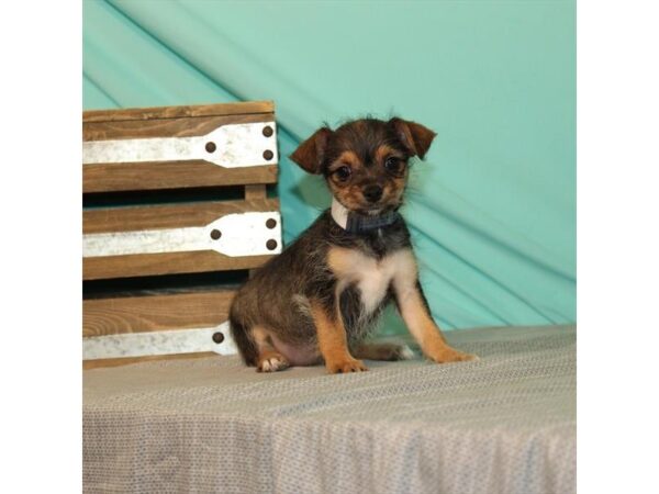 Chihuahua/Yorkie Terrier DOG Female Fawn Sable 2683 Petland Knoxville, Tennessee