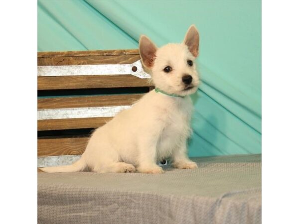 West Highland White Terrier DOG Male White 2687 Petland Knoxville, Tennessee