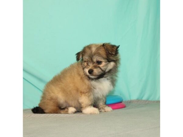 Havanese/Pomeranian-DOG-Female-Gold-2688-Petland Knoxville, Tennessee