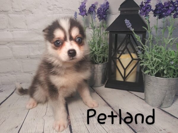 Pomsky-DOG-Female-BLK WHITE-2694-Petland Knoxville, Tennessee