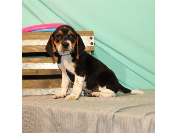 Beagle-DOG-Female-Black / Tan-2699-Petland Knoxville, Tennessee