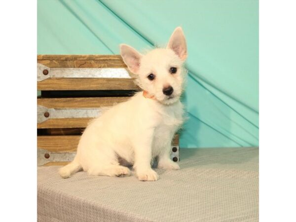 West Highland White Terrier DOG Female White 2701 Petland Knoxville, Tennessee