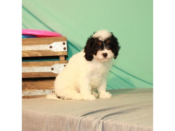 Poodle/Cavalier King-DOG-Female-White Black / Tan-2711-Petland Knoxville, Tennessee