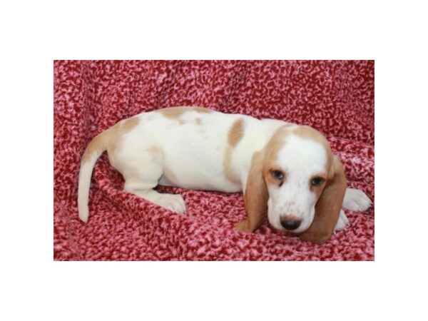 Basset Hound-DOG-Female-Lemon / White-2714-Petland Knoxville, Tennessee