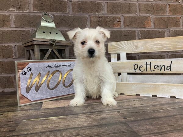 West Highland White Terrier DOG Female White 2724 Petland Knoxville, Tennessee