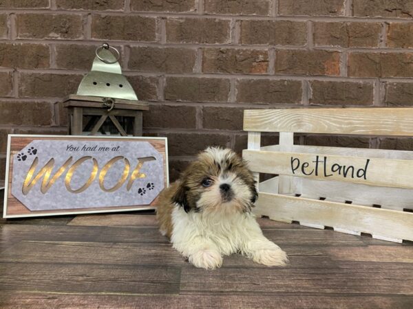 Shih Tzu-DOG-Female-Brown White-2719-Petland Knoxville, Tennessee
