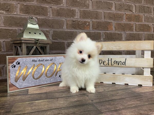 Pomeranian-DOG-Male-creme wh-2721-Petland Knoxville, Tennessee