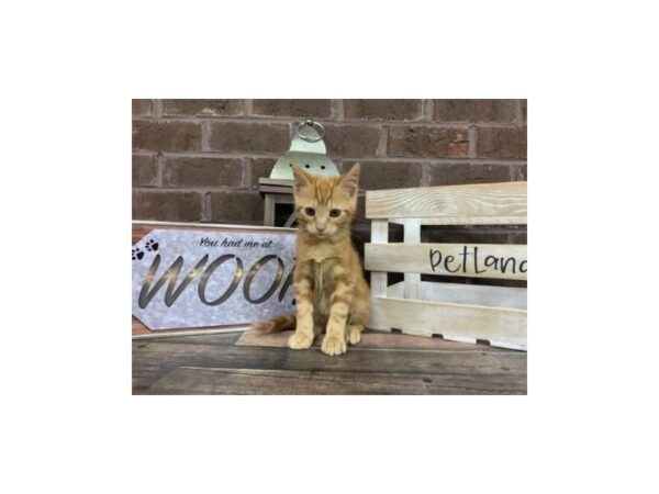 Domestic Kitten CAT Male ORANGE 2735 Petland Knoxville, Tennessee