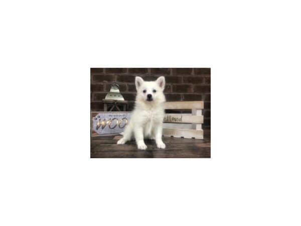 American Eskimo-DOG-Female-White-2732-Petland Knoxville, Tennessee