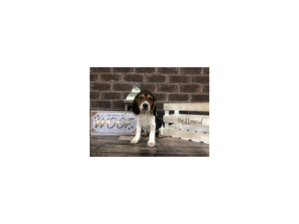Beagle-DOG-Male-Tri-2730-Petland Knoxville, Tennessee