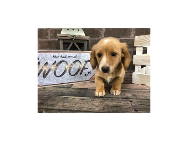 Dachshund DOG Male Isabella 2740 Petland Knoxville, Tennessee