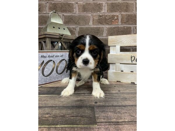 Cavalier King Charles Spaniel-DOG-Female-TRI-2758-Petland Knoxville, Tennessee