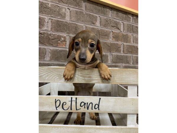 Dachshund DOG Male RED 2751 Petland Knoxville, Tennessee