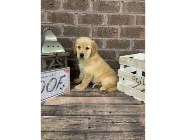 Golden Retriever-DOG-Female-Red-2748-Petland Knoxville, Tennessee