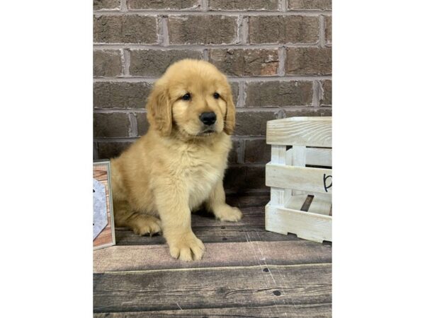 Golden Retriever-DOG-Male-Red-2749-Petland Knoxville, Tennessee