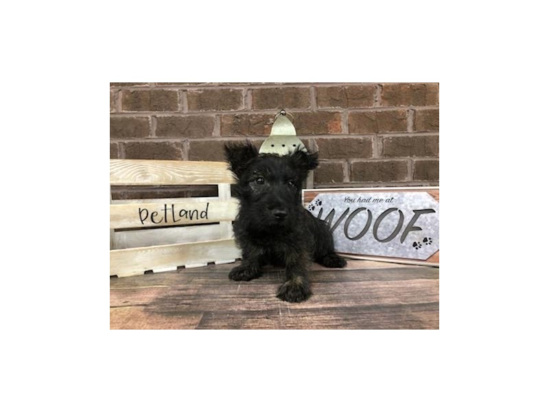 Scottish Terrier Puppies Petland Knoxville, Tennessee