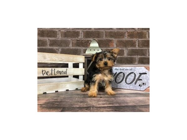 Yorkshire Terrier-DOG-Female-Black / Tan-2770-Petland Knoxville, Tennessee